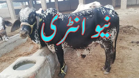 Aziz Cattle Farm par Qurbani 20023,2024 ky bulls k...