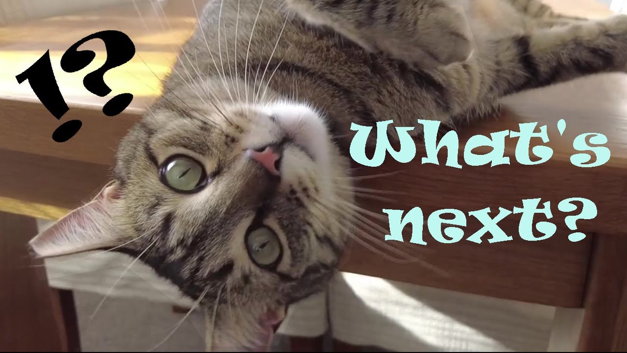 Tiger Said I Am Not Clumsy YouTube tiger-said-i-am-not-clumsy-youtube