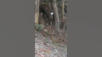 Majestic Sika Trail Camera Encounters In Japan S Woods Shorts Animals Wildlife Deer Sikadeer 