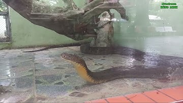 THAM QUAN TRẠI RẮN ĐỒNG TÂM.  Cận cảnh Hổ Mang Chúa 