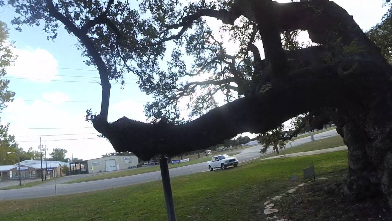 The Largest Live Oak Tree In Texas grandma s Oak Located In Columbus The Largest Live Oak Tree In Texas grandma s Oak Located In Columbus