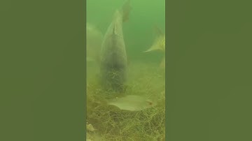 Cận cảnh cá chép ăn mồi bị dính lưỡi câu