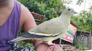 Punai Daun Free Fly Jinak Hand Feed short shorts