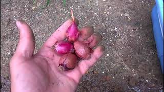 How to Plant Shallot Bulbs in Your  Garden