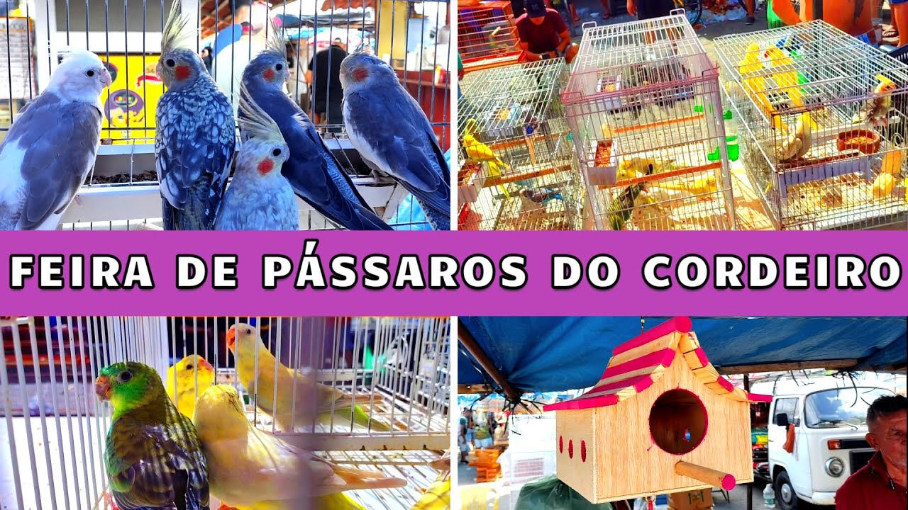 Feira de Pássaros do Cordeiro  #gaiola #passaros #criarpassaros