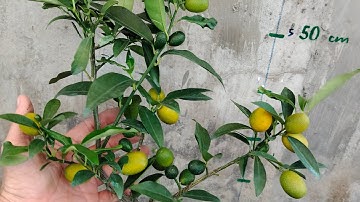 Cây Tắc Thái Ngọt và hướng dẫn chi tiết về cách trồng em nó.Tại Giang