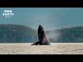 Relaxing Nature Scenes for Sleep, Study &amp; Stress Relief | BBC Earth Relax