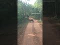 #Tigress #Crossing Road at #karhandla Gate @umredkarhandlawildlife #safari #wildlife #discovery