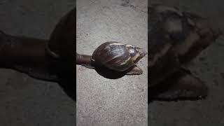 Super sized SNAIL!