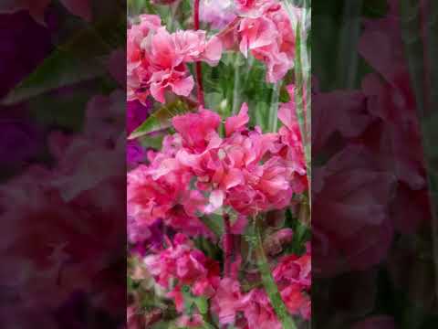 Видео: Что такое годеция: узнайте о цветах кларкии в саду