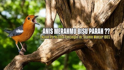 Pancingan Anis Merah Gacor Terbaik 2025 | Bikin Burungmu Langsung Respon dan Gacor