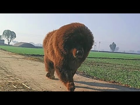 Tibetan mastiff for sale | slow mo | +919417730301 | hkktm