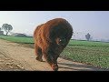 Tibetan mastiff for sale | slow mo | +919417730301 | hkktm