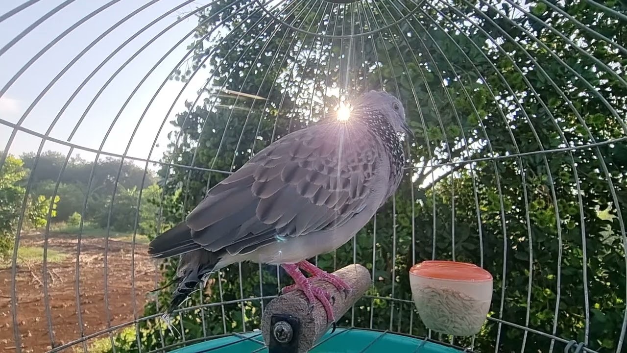 🎁 เสียงนกเขาใหญ่ เสียงดี1,000%ไม่มีโฆษณา