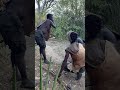 Rare Footage of Hadzabe Hunters Tracking Wildlife Through the Forest