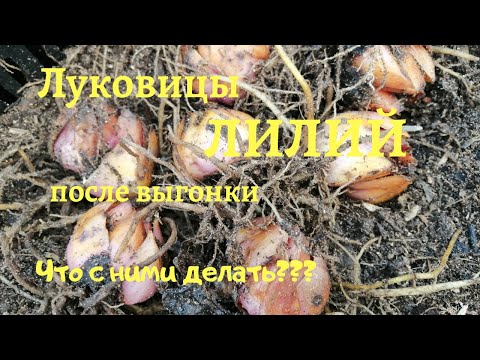 Вопрос: Лилия горшечная что делать с луковицами в конце лета?