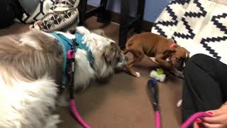 Rio and Heidi playing at Animal Hospital of Rowlett Doggie Day Care