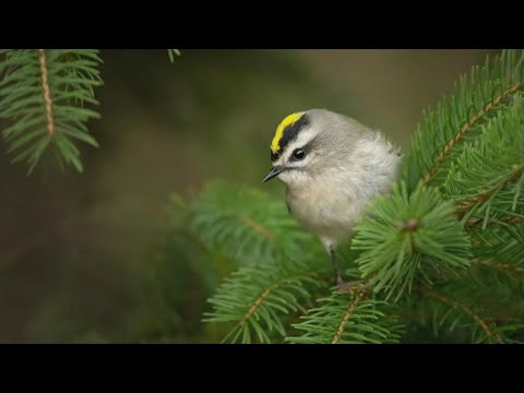 Wideo: Nowa książka: Dlaczego „Rzecz z piórami” to nie tylko ptaki