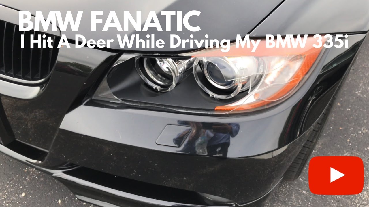 I Hit A Deer While Driving My BMW 335i - YouTube
