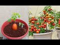 Few people know that it is possible to propagate this way  grow tomato plant  garden grafting