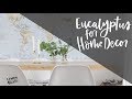 Eucalyptus Decor for your Modern Home + Different Kinds of Eucalyptus to use / Where to get it