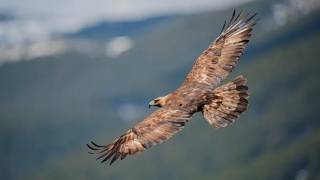 Athlete Statistics Wings of the Eagle