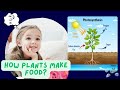 PHOTOSYNTHESIS | HOW PLANTS MAKE THEIR FOOD A Simple Explanation