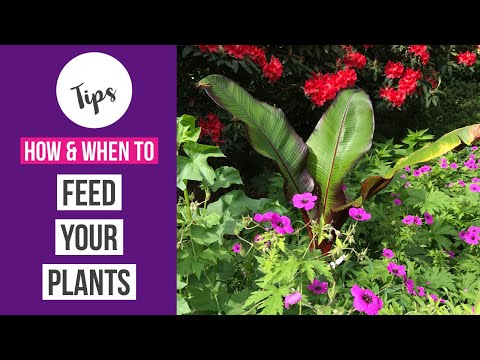 چگونه به گیاهان باغچه خود کود بدهیم چه زمانی و چرا