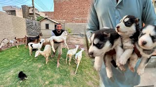 Good News ki Khushi Main Sab Bakrio ko New Mini Zoo Main Le Aya