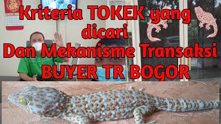 buyer tokek bogor