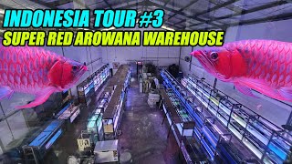 Indonesia Tour Vlog #3 | Super Red Arowana Warehouse Facility