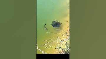 Cá chuối đắm đuối vì con