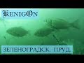 Зеленоградск. Тортилин пруд. Подводная съемка.