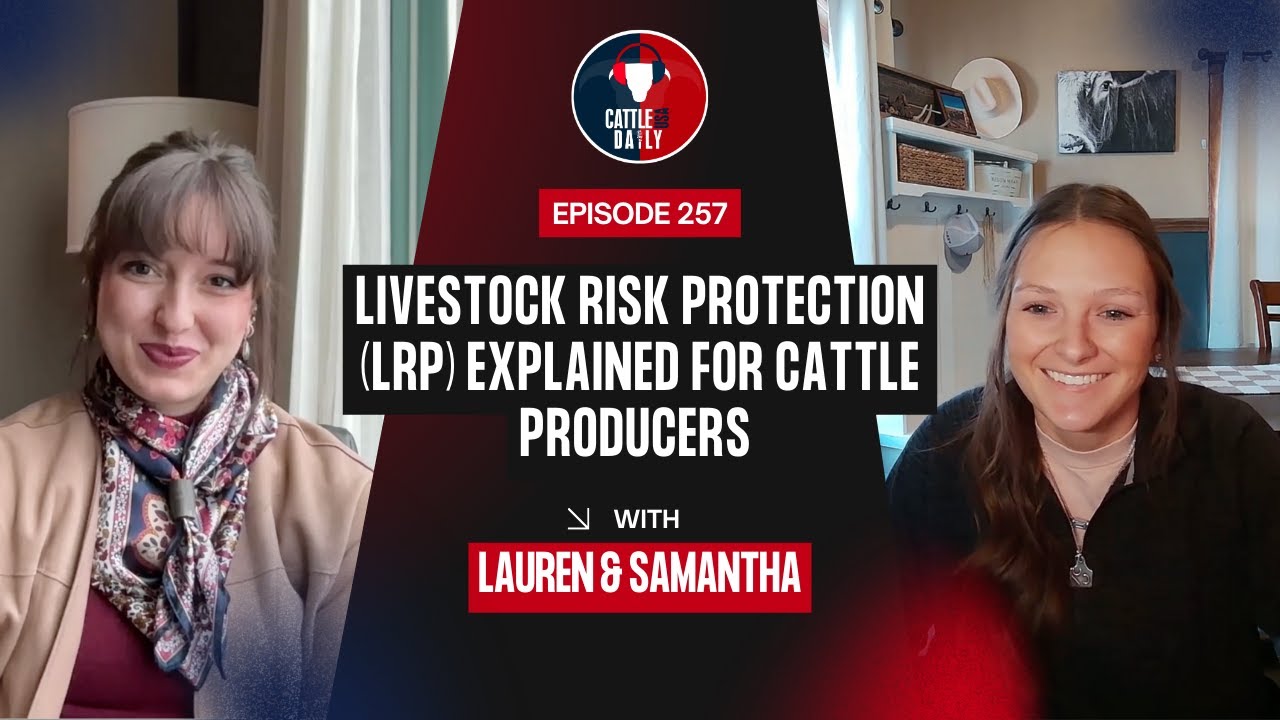 257: Объяснение системы защиты от рисков для скота (LRP) для производителей крупного рогатого ско...