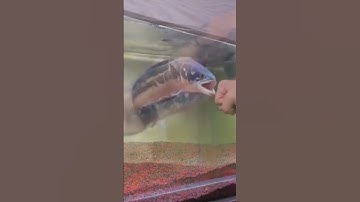 DỮ nhất trong các loài Cá Lóc! #ĐộcLạ 006 #Shorts | Channa Micropeltes