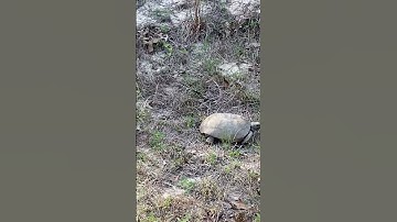 A gopher tortoise by his burrow!!! :)