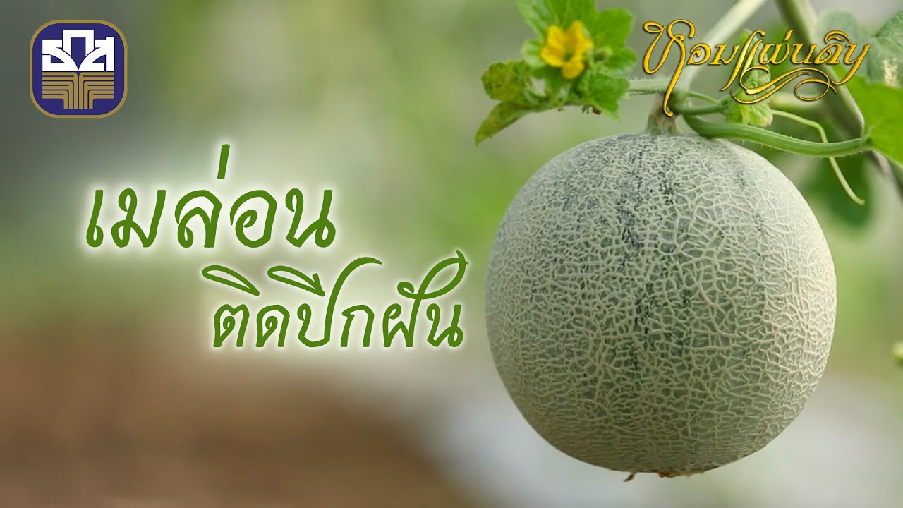 [Full] หอมแผ่นดิน 2567 I EP. 05 เมล่อนติดปีกฝัน