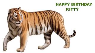 Kitty  Animals & Animales - Happy Birthday