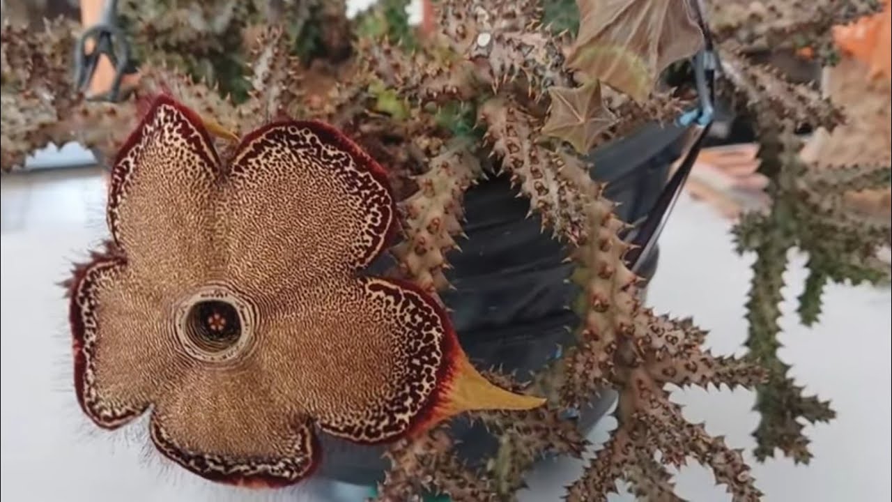 Como cuidar de  ASCLEPS,  (Estapelias, Orbeas, huernias e tapete persa)