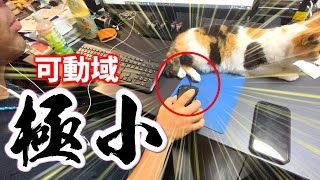 猫はやっぱりマウスがお好き？【三毛猫】【ゴールデンレトリバー】