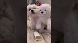 두루마리 휴지 소리만 들리면 문 긁는 강아지… 나쵸 왜 그래ㅋㅋ🐶😂 #강아지쇼츠 #반려견 #말티즈일상 #강아지브이로그 #dogshorts #강아지 #말티즈 #강아지밈