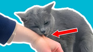 12 Signs Your Cats See You As Their Mother ‍♀