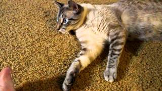 Teddy the Cat 60fps TEST by Shin Seiki Evan 1,801 views 11 years ago 51 seconds