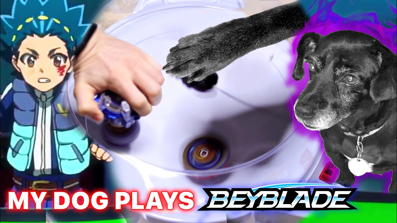 Beyblade Burst Battle Against MY DOG - YouTube