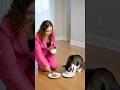 Separate Feedings #fyp #shorts #calgary #petsitting #business
