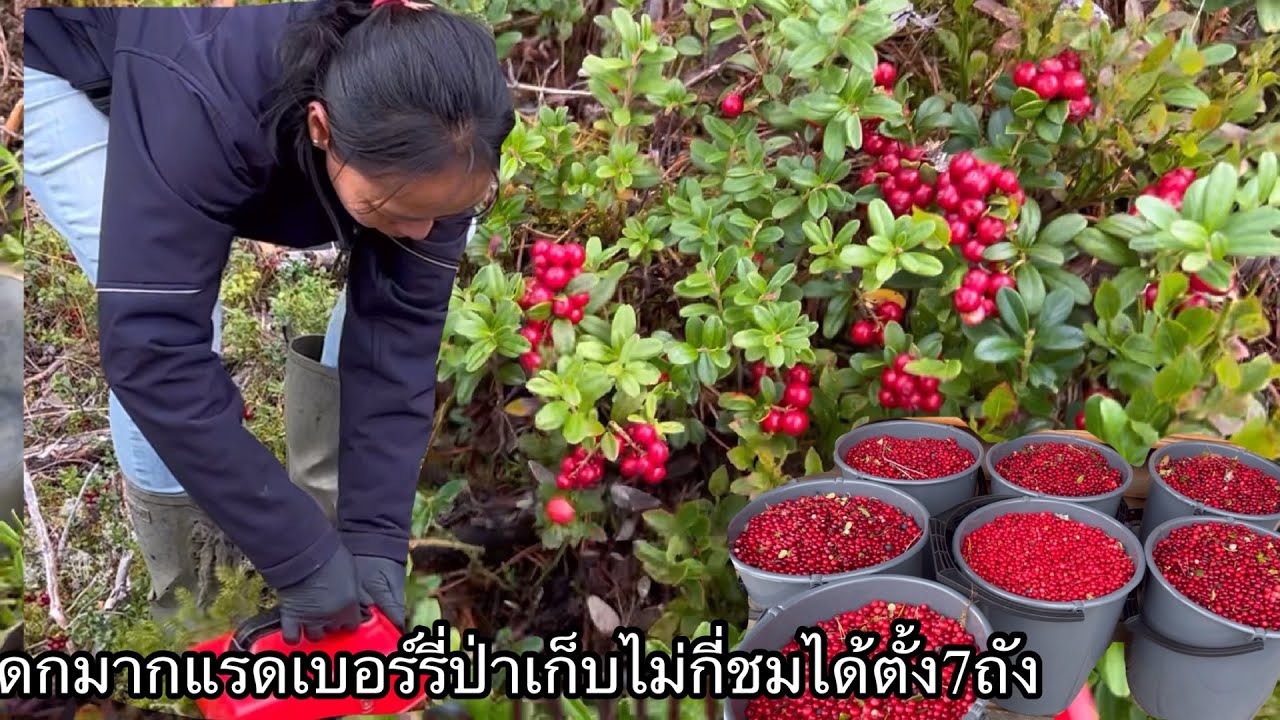 ดกมากแรดเบอร์รี่ป่าแค่ไม่กี่ชม เก็บได้ตั้ง7ถัง