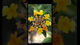 clicked by me 🔥#photography #photooftheday #photographer #photowr?#orhogapy#auenatepis#nueptgrh