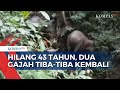 Inilah Video Detik-Detik Kemunculan Dua Gajah Yang Sudah Hilang Selama 43 Tahun Lamanya!