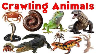 🔴 LIVE Crawling animals Name for Kids | Fun Learning for Preschoolers #crawlinganimals