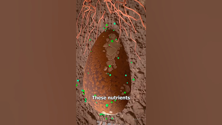 How tree Pod Burials Work 🤔 #facts